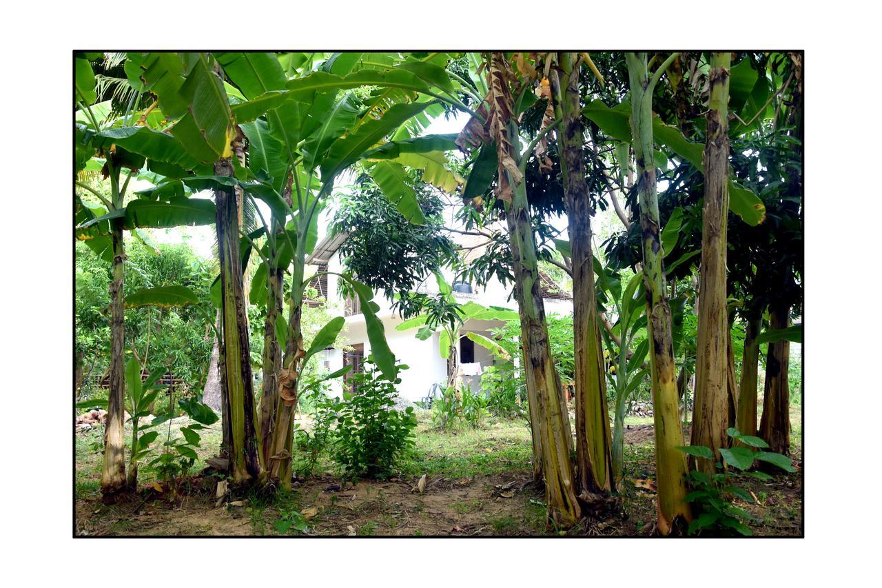 Sun And Green Eco Lodge - Dambulla Exterior photo