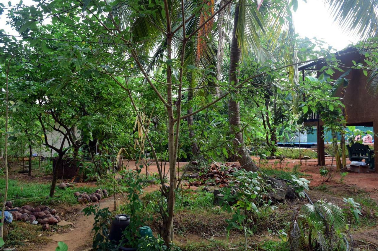 Sun And Green Eco Lodge - Dambulla Exterior photo